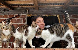 İstanbul'da sokakta bulduğu kedilere köyünde özenle...