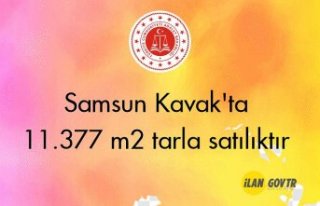 Samsun Kavak'ta 11.377 m2 tarla icradan satılıktır