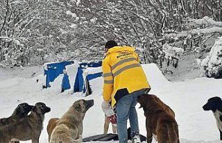 Samsun'da kardan etkilenen sokak hayvanları için...