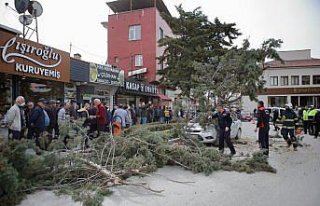 Çorum'da şiddetli rüzgar ağaç devirdi