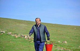 Ordu'da meralardaki ot verimi ve kalitesi için gübre...