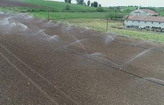 Bafra Ovası'nda çeltik ekimi başladı