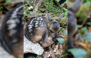 Karabük'te yaralı bulunan karaca yavrusu korumaya...