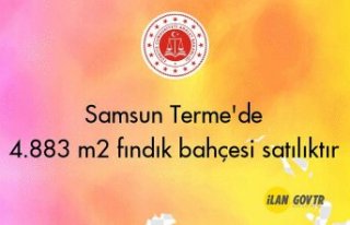 Samsun Terme'de 4.883 m² fındık bahçesi icradan...