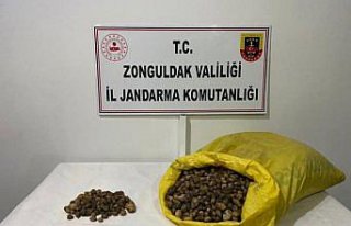Zonguldak'ta salep soğanı toplayan 2 kişiye 218...