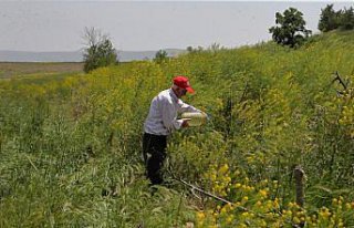 Adil amcanın çabasıyla meyve çekirdekleri onlarca...