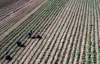 Düzce'de kadınlar 121 dönüm araziyi aromatik bitkilerle...