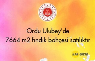 Ordu Ulubey'de 7664 m² fındık bahçesi icradan...