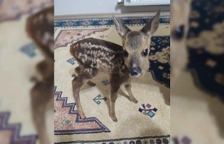 Ormanda bitkin bulduğu yavru karacayı biberonla...