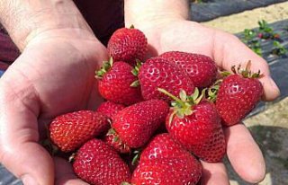 Zonguldak'ta müşteriler satın alacakları çilekleri...