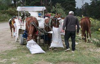 Abant Milli Parkı'nda at ve faytonla yapılan gezi...