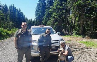 Bolu'da ormanda kaybolan köpek 11 gün sonra bulundu
