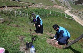 Giresun Karaovacık Yaylası'nda fidanlar toprakla...
