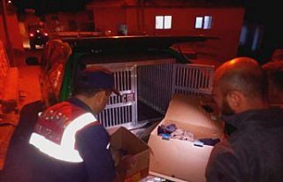 Jandarma bulduğu 10 köpek yavrusunu barınağa teslim...