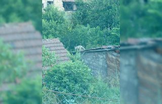 Karabük'te evlerin çatısında güneşlenen iki...