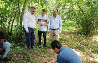 Ordu'da fındıkta rekolte tespit çalışmaları...