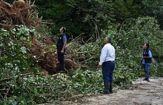 Ordu'da şiddetli yağıştan etkilenen fındık bahçelerinde...