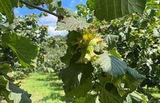 Orta ve Doğu Karadeniz'de fındık üreticileri hasada...