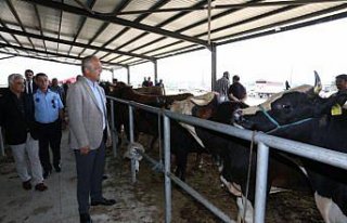 Suluova Belediye Başkanı Üçok, hayvan pazarını...
