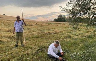 AK Parti Karabük Milletvekili Ünal, tırpanla hasat...