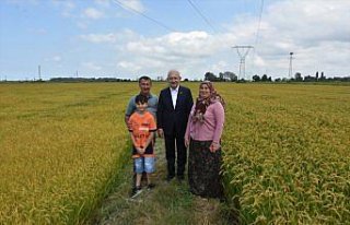 CHP Genel Başkanı Kılıçdaroğlu çeltik tarlasında...