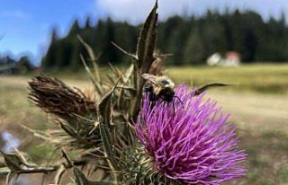 Düzce ve Bolu yaylaları doğal güzellikleriyle...