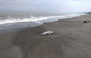 Düzce'de denizde bulunan ölü yunus kıyıya çıkarıldı