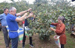 Espiye'de fındık hasadına başlandı