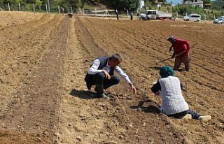 Karabük'te safran toprakla buluştu