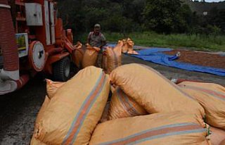 Karadenizli fındık üreticilerinin patoz mesaisi