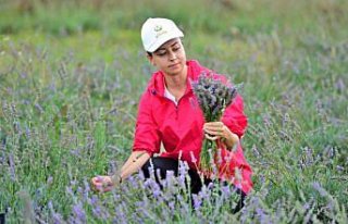 Ordu'da çöplüğün lavanta tarlasına dönüştürüldüğü...