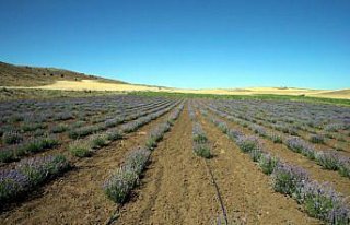 Rengi ve kokusunu sevdiği lavanta genç kadını...