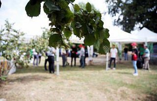 Sakarya'da fındık hasat şenliği yapıldı