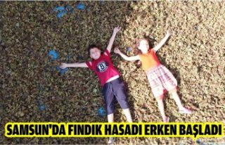 Sam­sun'da fın­dık ha­sa­dı erken baş­la­dı