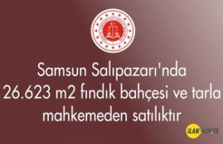 Samsun Salıpazarı'nda 26.623 m² fındık bahçesi...