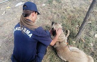 Tokat'ta yaralı köpek tedavi altına alındı