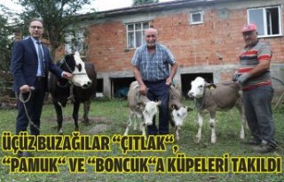 Üçüz buzağılar “Çıtlak“, “Pamuk“ ve...
