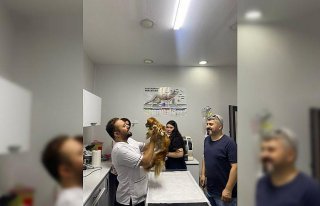 Zonguldak'ta rahminde iltihap bulunan köpek ameliyatla...