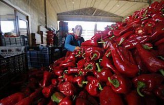 Bafra ve Çarşamba ovalarında yetişen kapya biber...