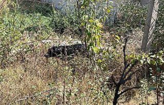 Bolu'da su kuyusuna düşen köpeği itfaiye ekipleri...