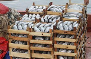 Düzce'de palamudun tanesi 30 liraya kadar düştü