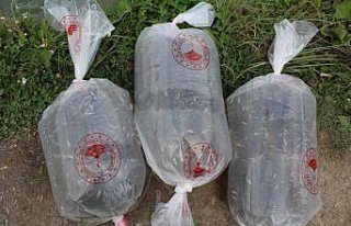 Karabük'te göl ve göletlere 20 bin sazan yavrusu...