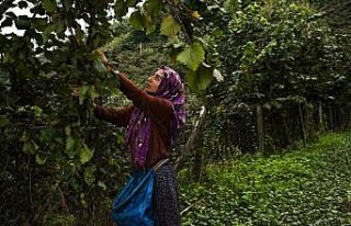 Mevsimlik işçi Fatma'nın üniversite hayali gerçek...