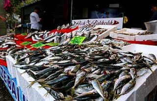 Ordu, Giresun ve Trabzon'da yeni sezonun balıkları...