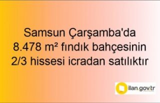 Samsun Çarşamba'da 8.478 m² fındık bahçesinin...