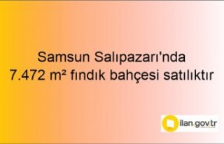 Samsun Salıpazarı'nda 7.472 m² fındık bahçesi...
