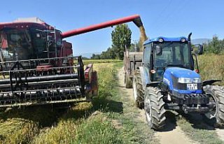 Sinop'ta çeltik hasadına başlandı
