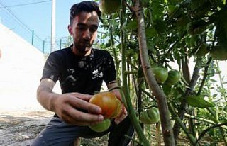 Yurt bahçesinde sebze yetiştiren yabancı öğrenciler...