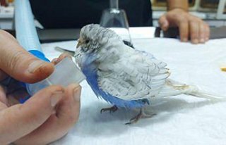 Zonguldak'ta yumurtlayamayan muhabbet kuşu ameliyat...