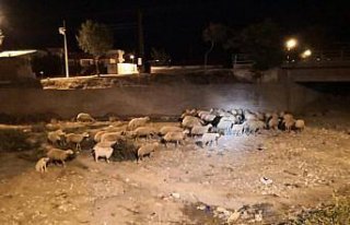 Çorum'da kaçan 60 küçükbaş polislerce bulunup...